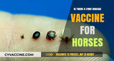 Lyme Disease Vaccine for Horses: Availability, Benefits, and Prevention Tips
