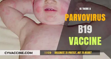 Exploring the Availability of a Parvovirus B19 Vaccine: Facts and Updates