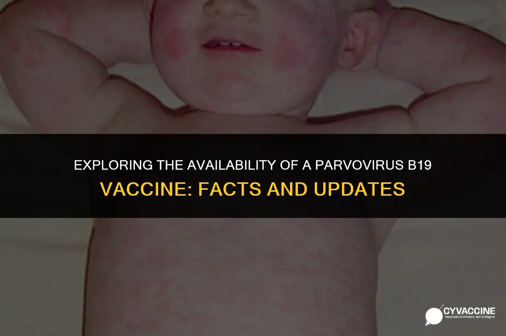 is there a parvovirus b19 vaccine