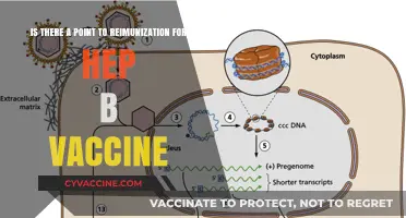 Reimmunization for Hep B Vaccine: Is It Necessary or Redundant?