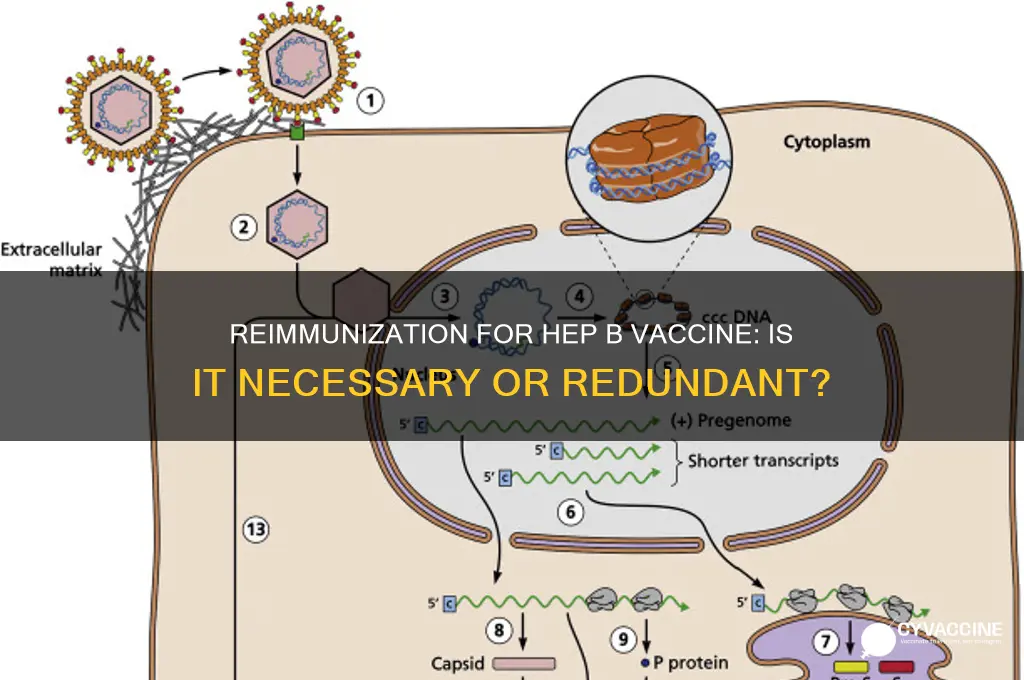 is there a point to reimunization for hep b vaccine