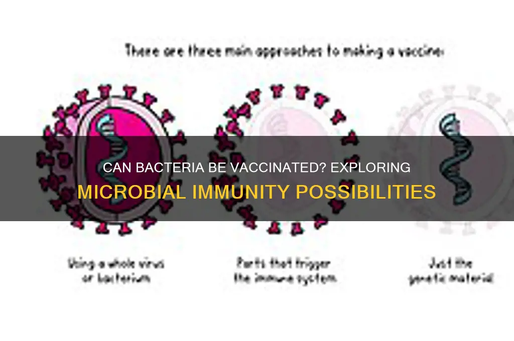 is there a possibility for a bacteria to be vaccinated