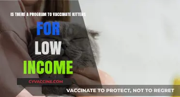 Affordable Kitten Vaccination Programs: Options for Low-Income Pet Owners
