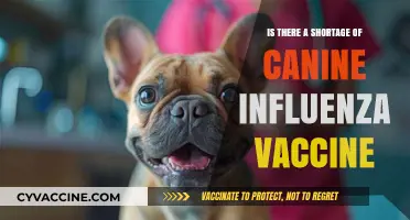 Canine Influenza Vaccine Shortage: What Dog Owners Need to Know