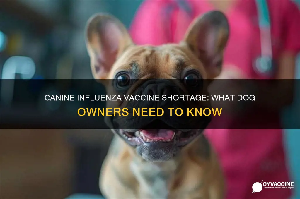 is there a shortage of canine influenza vaccine