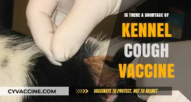 Kennel Cough Vaccine Shortage: Causes, Impact, and Solutions for Pet Owners