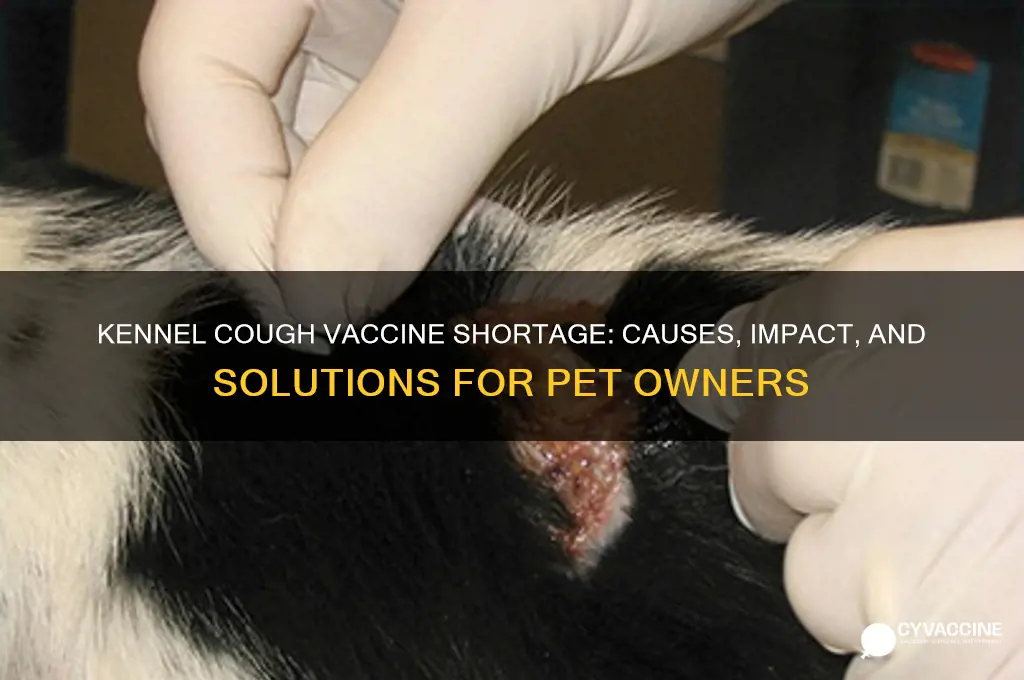 is there a shortage of kennel cough vaccine