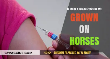 Tetanus Vaccines: Exploring Alternatives to Horse-Derived Options