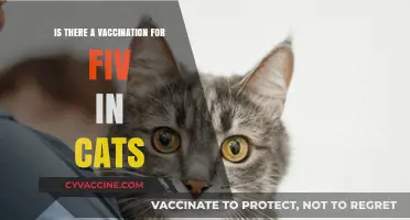 FIV in Cats: Exploring Vaccination Options and Prevention Strategies