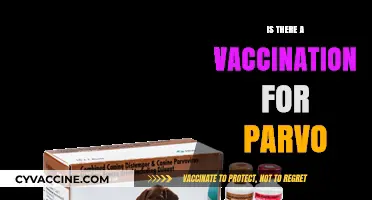 Canine Parvovirus: Is There a Vaccine to Protect Your Dog?