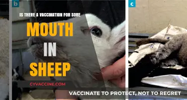Sore Mouth in Sheep: Vaccination Options and Prevention Strategies