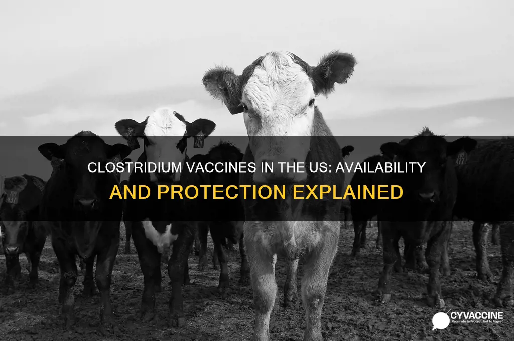 is there a vaccine against clostridium in united states