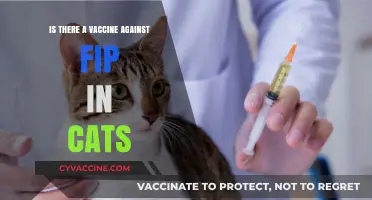 Feline FIP Vaccine: Current Status and Hope for Cat Owners