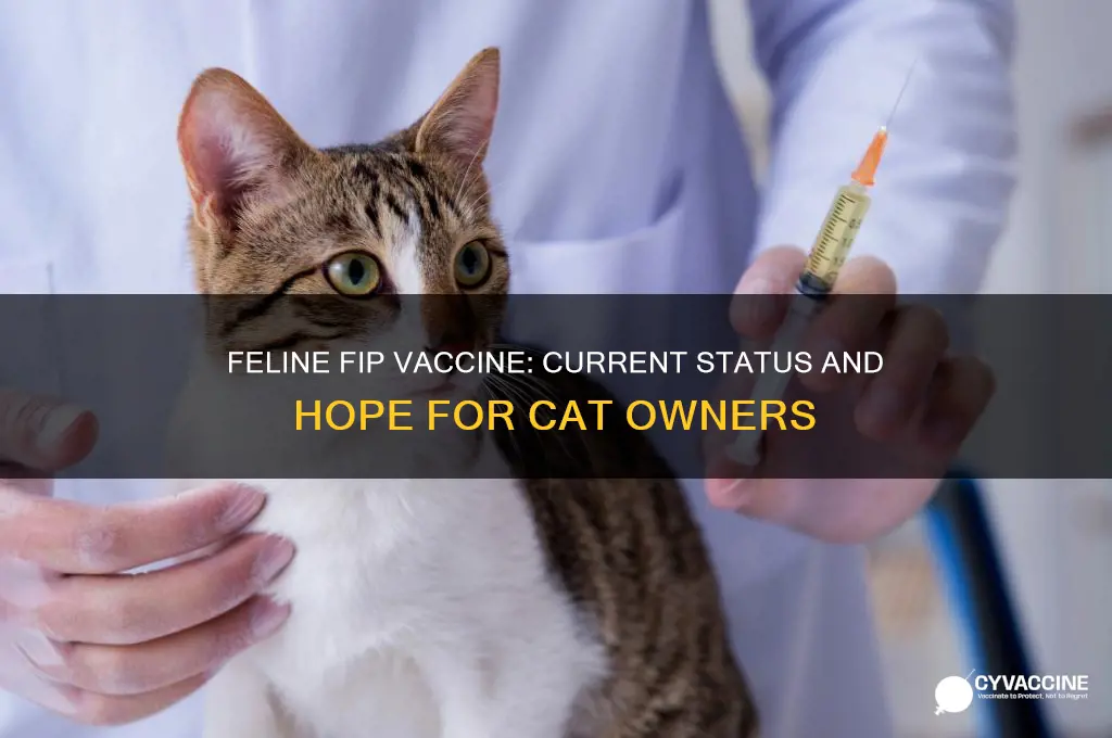 is there a vaccine against fip in cats