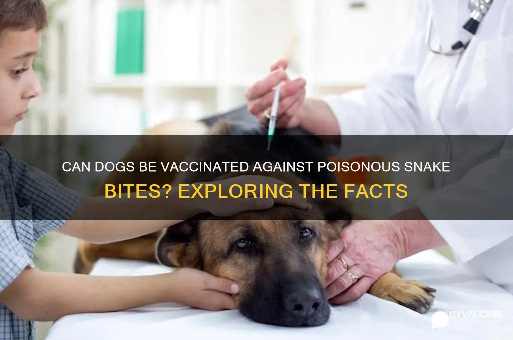 is there a vaccine against poisonous snakes for dongs