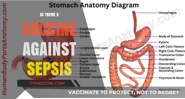 Combatting Sepsis: The Quest for a Protective Vaccine
