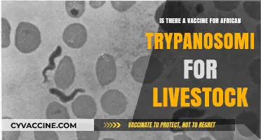 African Trypanosomiasis in Livestock: Vaccine Availability and Prevention Strategies