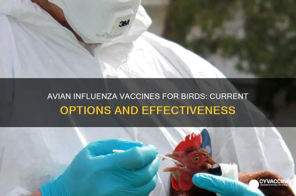 is there a vaccine for avian influenza for birds