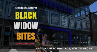 Black Widow Bites: Vaccine Availability and Treatment Options Explained