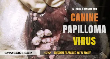 Canine Papilloma Virus: Vaccine Availability and Prevention Strategies Explained