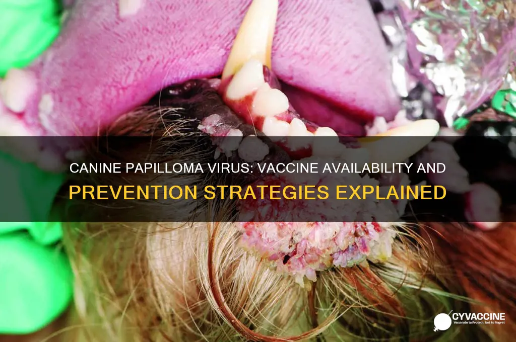 is there a vaccine for canine papilloma virus