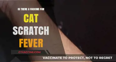 Cat Scratch Fever Vaccine: Fact or Fiction? What You Need to Know