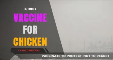 Exploring Poultry Health: The Quest for a Chicken Vaccine