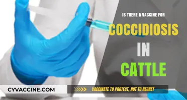 Coccidiosis in Cattle: Vaccine Availability and Prevention Strategies