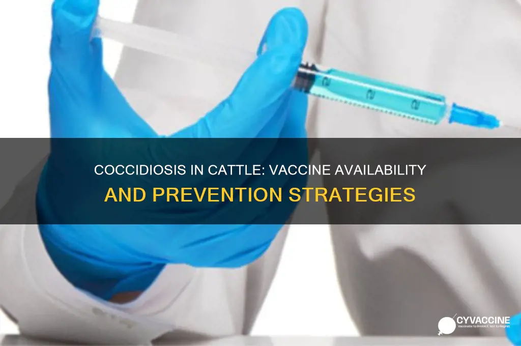 is there a vaccine for coccidiosis in cattle