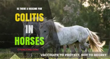 Exploring Colitis Vaccines: Can Horses Be Protected from This Condition?