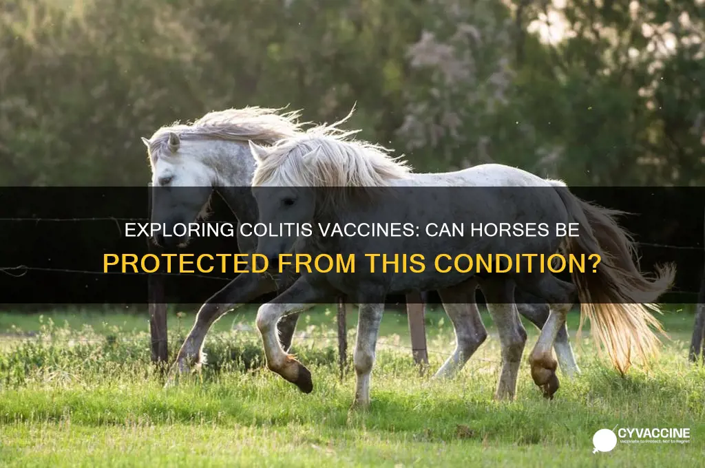 is there a vaccine for colitis in horses