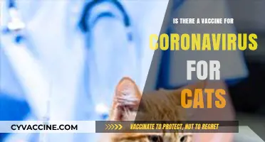 Can Cats Get a Coronavirus Vaccine? What Pet Owners Need to Know
