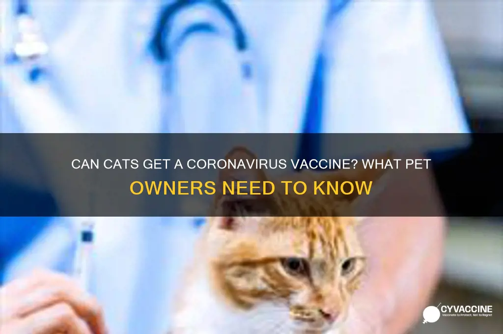is there a vaccine for coronavirus for cats