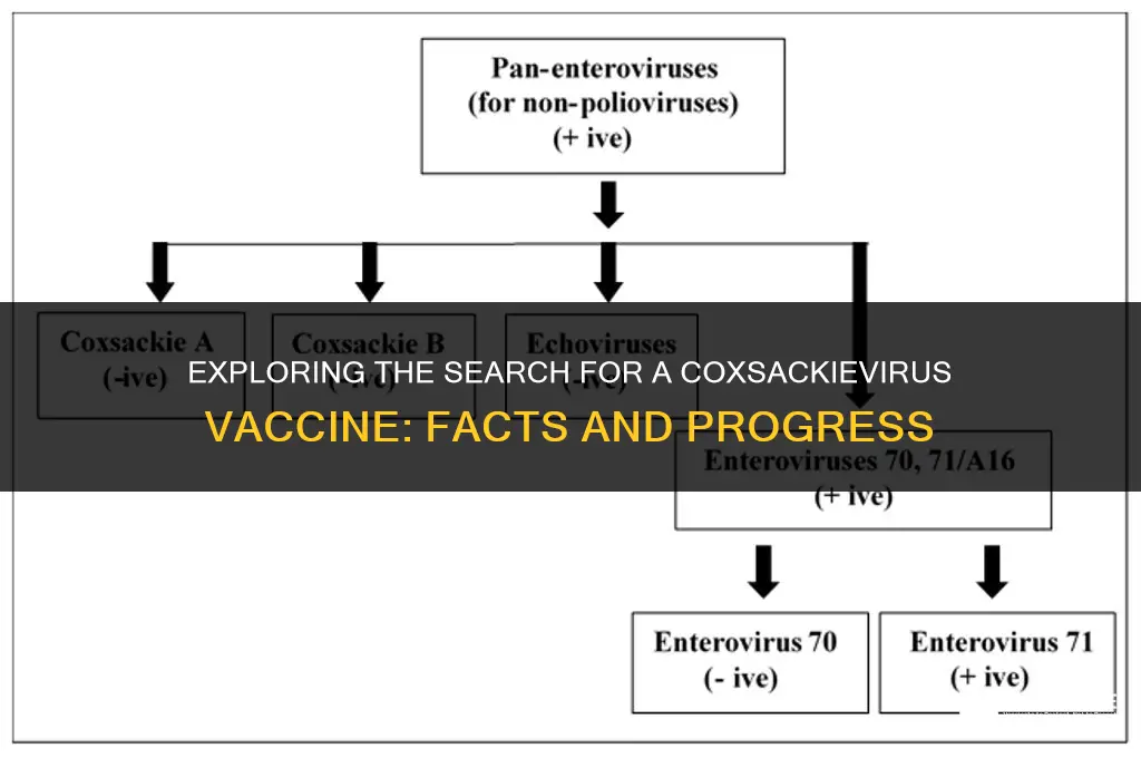 is there a vaccine for coxsackievirus