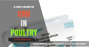 Is There a Vaccine for CRD in Poultry? What Farmers Need to Know