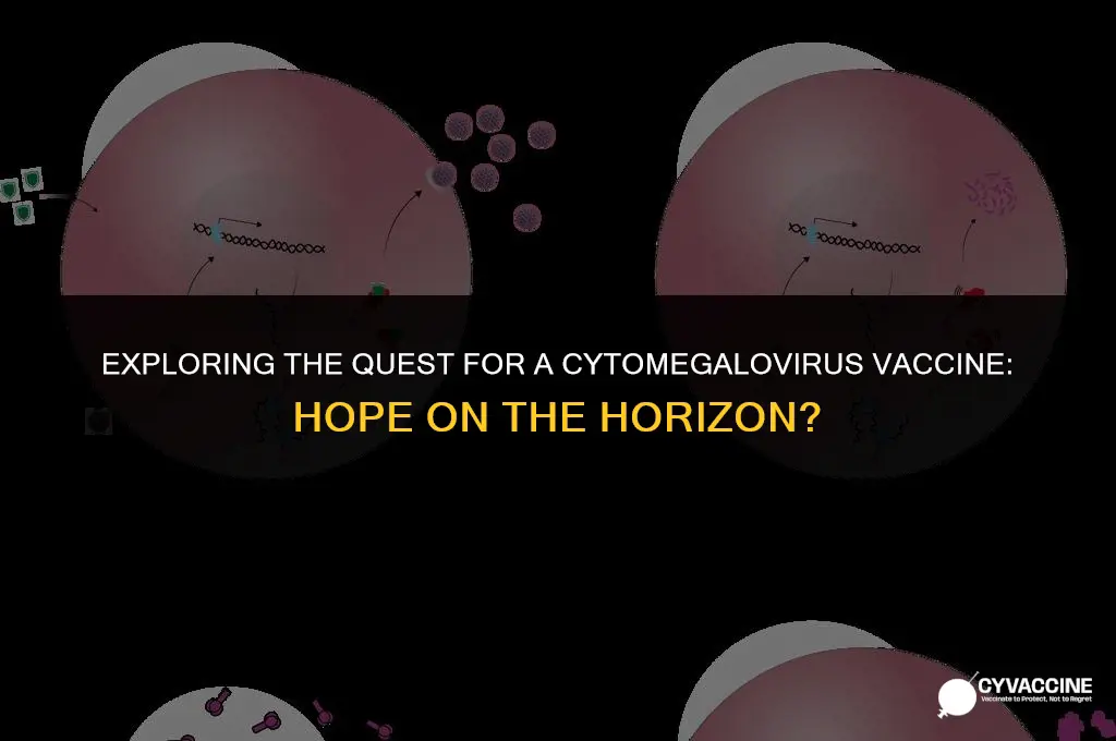 is there a vaccine for cytomegalovirus