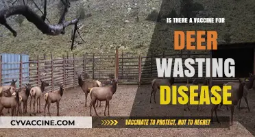 Deer Wasting Disease: Vaccine Availability and Prevention Strategies Explored