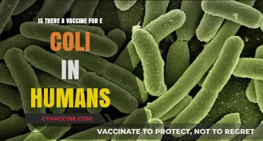 E. Coli Vaccine for Humans: Current Status and Future Prospects