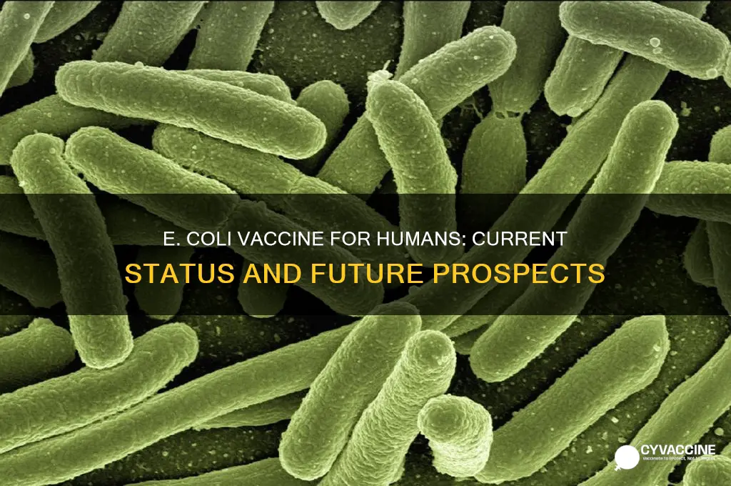 is there a vaccine for e coli in humans