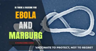 Ebola and Marburg Vaccines: Current Status and Future Prospects