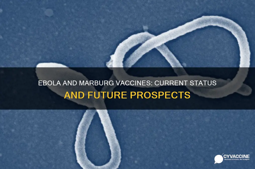 is there a vaccine for ebola and marburg