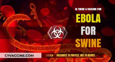 Ebola Vaccine for Swine: Current Research and Developments Explained