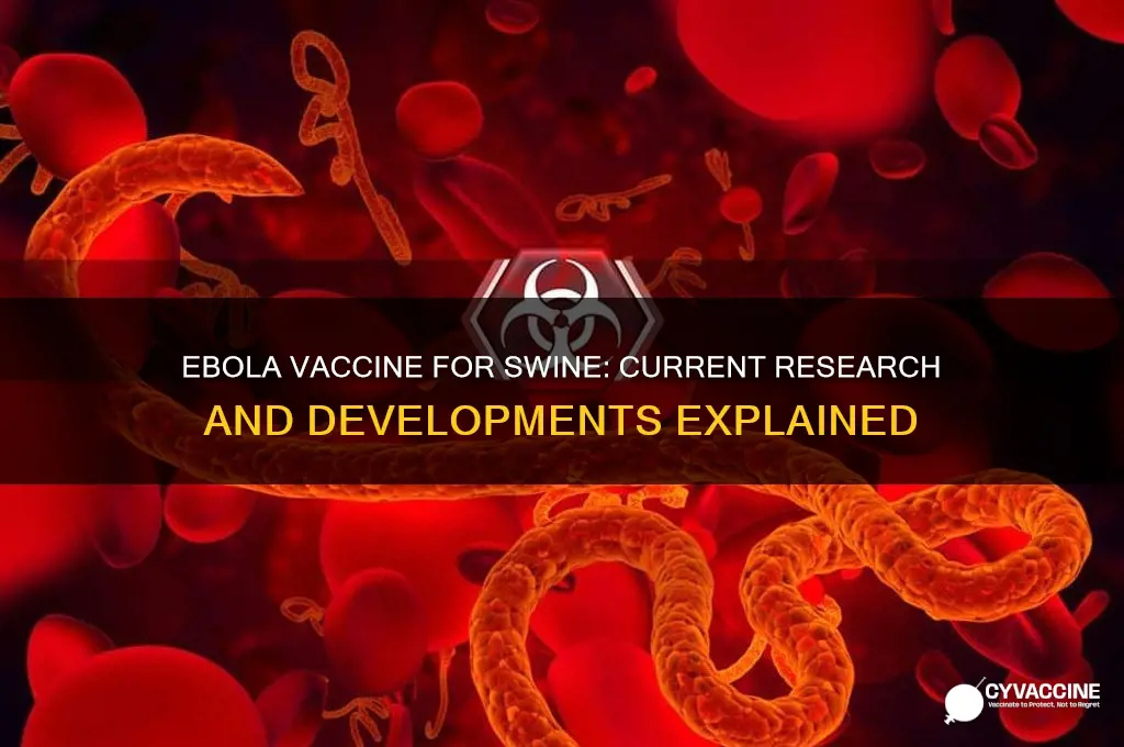 is there a vaccine for ebola for swine