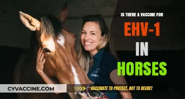 EHVs in Horses: Vaccine Availability and Prevention Strategies Explained
