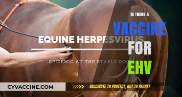 Exploring the Quest for an Equine Herpesvirus Vaccine