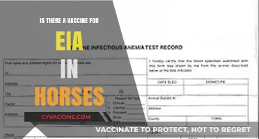 EIA in Horses: Vaccine Availability and Prevention Strategies Explained