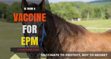 Exploring the Latest on EPM Vaccines: Hope or Hype?