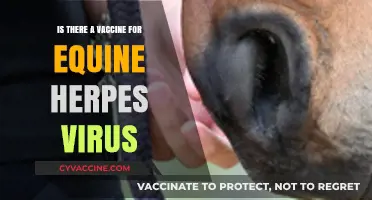 Equine Herpes Virus: Vaccine Availability and Prevention Strategies Explained