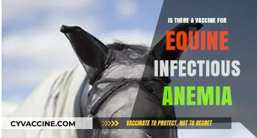 Equine Infectious Anemia: Vaccine Availability and Prevention Strategies Explained