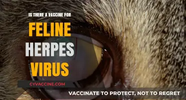 Feline Herpes Virus: Vaccine Availability and Prevention Strategies Explained